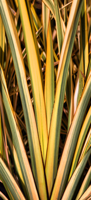 Gordons Nurseries - Flaxes