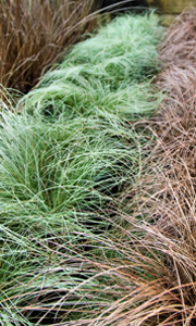 Gordons Nurseries - Grasses